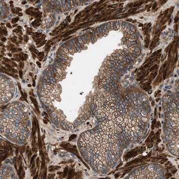 Anti-CNNM3 antibody produced in rabbit Prestige Antibodies&#174; Powered by Atlas Antibodies, affinity isolated antibody, buffered aqueous glycerol solution