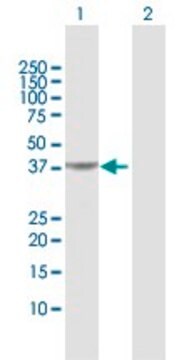 Anti-PIPOX antibody produced in rabbit purified immunoglobulin, buffered aqueous solution