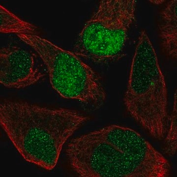 Anti-AQR antibody produced in rabbit Prestige Antibodies&#174; Powered by Atlas Antibodies, affinity isolated antibody