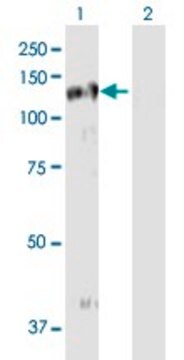 Anti-EPHB3 antibody produced in mouse purified immunoglobulin, buffered aqueous solution