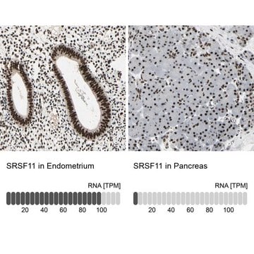 Anti-SRSF11 antibody produced in rabbit affinity isolated antibody, buffered aqueous glycerol solution