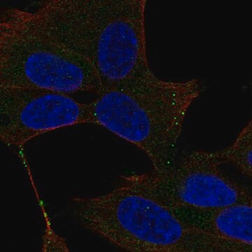 Anti-UNC13D antibody produced in rabbit Prestige Antibodies&#174; Powered by Atlas Antibodies, affinity isolated antibody