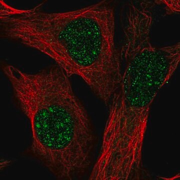 Anti-TMEM179B antibody produced in rabbit Prestige Antibodies&#174; Powered by Atlas Antibodies, affinity isolated antibody