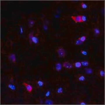 Anti-NTN4 antibody produced in rabbit affinity isolated antibody