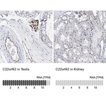 Anti-C22orf42 antibody produced in rabbit Prestige Antibodies&#174; Powered by Atlas Antibodies, affinity isolated antibody, buffered aqueous glycerol solution