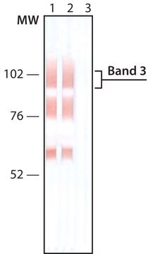 Monoclonal Anti-Band 3 antibody produced in mouse clone BIII-136 ...