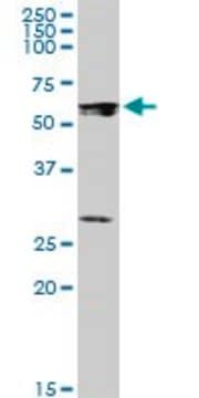 Anti-STAU1 antibody produced in mouse purified immunoglobulin, buffered aqueous solution