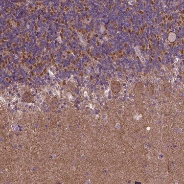 Anti-GPR63 antibody produced in rabbit Prestige Antibodies&#174; Powered by Atlas Antibodies, affinity isolated antibody, buffered aqueous glycerol solution