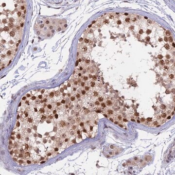 Anti-RFC5 antibody produced in rabbit Prestige Antibodies&#174; Powered by Atlas Antibodies, affinity isolated antibody, buffered aqueous glycerol solution