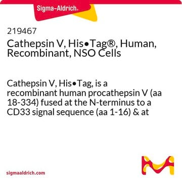 Cathepsin V, His&#8226;Tag&#174;, Human, Recombinant, NSO Cells recombinant human, expressed in NSO cells