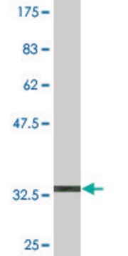 Monoclonal Anti-PCDHA2 antibody produced in mouse clone 2G12, purified immunoglobulin, buffered aqueous solution