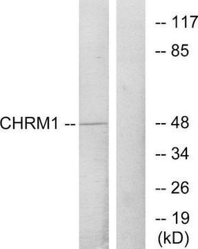 Anti-CHRM1 antibody produced in rabbit affinity isolated antibody