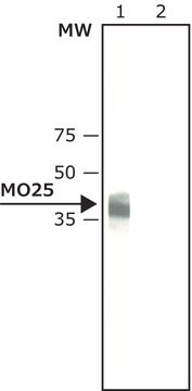 Anti-MO25 (C-terminus) antibody produced in rabbit ~2&#160;mg/mL, affinity isolated antibody, buffered aqueous solution