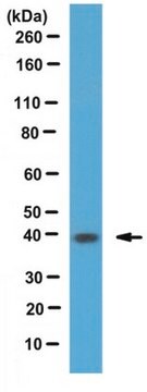 Anti-phospho Cyclin-dependent kinase 7 (Thr170) Antibody from rabbit, purified by affinity chromatography