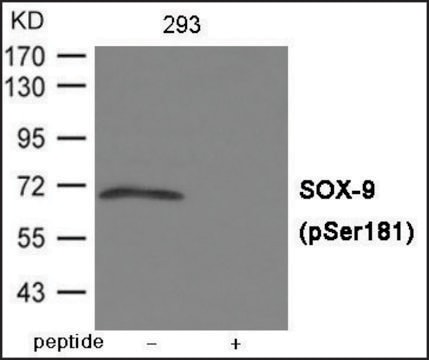 Anti-phospho-SOX-9 (pSer181) antibody produced in rabbit affinity isolated antibody