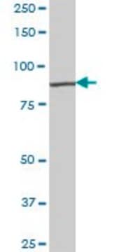 Anti-RASGRP3 antibody produced in mouse IgG fraction of antiserum, buffered aqueous solution