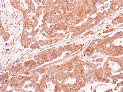 Anti-ASB4 antibody produced in rabbit affinity isolated antibody, buffered aqueous solution