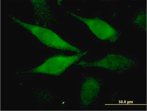 Monoclonal Anti-C1orf80 antibody produced in mouse clone 2E6-1C11, purified immunoglobulin, buffered aqueous solution