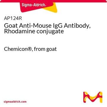 Anticorpo anti-IgG di topo, prodotto in capra, coniugato con rodamina Chemicon&#174;, from goat