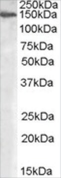 Anti-MAN2A1 antibody produced in goat affinity isolated antibody, buffered aqueous solution