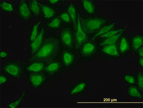 Monoclonal Anti-USP47 antibody produced in mouse clone 5F9, purified immunoglobulin, buffered aqueous solution