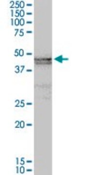 Anti-ART3 antibody produced in rabbit purified immunoglobulin, buffered aqueous solution