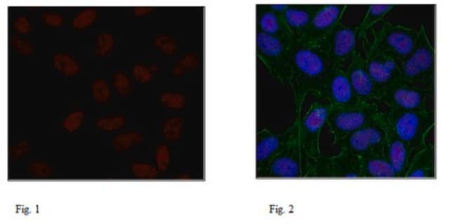 Anticuerpo anti-histona H3.1, clon 1D4F2 clone 1D4F2, 1&#160;mg/mL, from rat