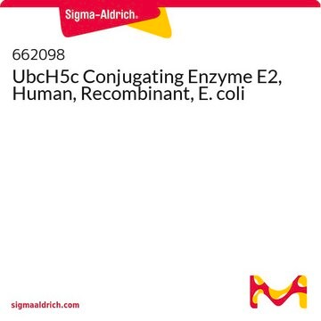 UbcH5c Conjugating Enzyme E2, Human, Recombinant, E. coli