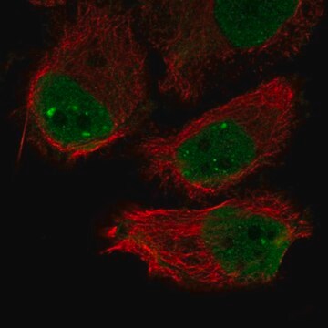 Anti-Ino80B Antibody Produced In Rabbit Prestige Antibodies&#174; Powered by Atlas Antibodies, affinity isolated antibody, buffered aqueous glycerol solution