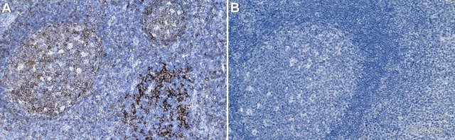 Anti-HLA-B Antibody, clone 1L21 ZooMAb&#174; Rabbit Monoclonal recombinant, expressed in HEK 293 cells