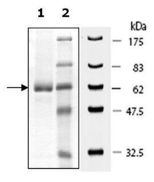 PDE7A active mouse recombinant, expressed in baculovirus infected Sf9 cells, &#8805;22% (SDS-PAGE)