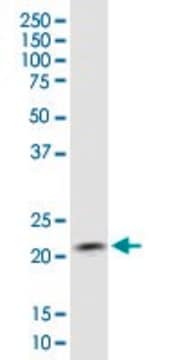 Monoclonal Anti-COMMD1 antibody produced in mouse clone 2A12, purified immunoglobulin, buffered aqueous solution