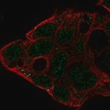 Anti-IGDCC3 antibody produced in rabbit Prestige Antibodies&#174; Powered by Atlas Antibodies, affinity isolated antibody, buffered aqueous glycerol solution