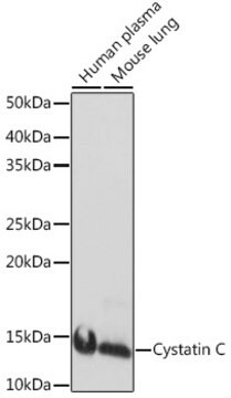 Anti-Cystatin C Antibody, clone 0Z4G3, Rabbit Monoclonal