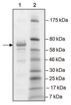 BRD2, BD1, BD2 (65-459) GST tag human recombinant, expressed in E. coli, &#8805;80% (SDS-PAGE)