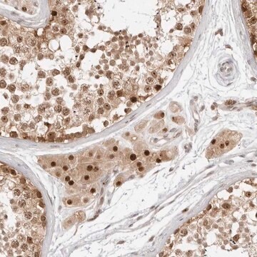 Anti-C8orf48 antibody produced in rabbit Prestige Antibodies&#174; Powered by Atlas Antibodies, affinity isolated antibody, buffered aqueous glycerol solution, ab2