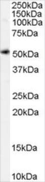 Anti-SLC7A11 antibody produced in goat affinity isolated antibody, buffered aqueous solution