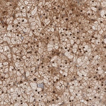 Anti-RTP2 antibody produced in rabbit Prestige Antibodies&#174; Powered by Atlas Antibodies, affinity isolated antibody, buffered aqueous glycerol solution