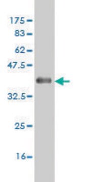 Monoclonal Anti-CSNK1G1 antibody produced in mouse clone 8A4, purified immunoglobulin, buffered aqueous solution