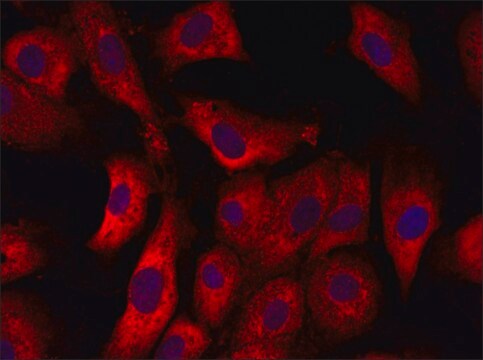 Anti-SET (56-70) antibody produced in rabbit IgG fraction of antiserum, buffered aqueous solution