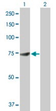 Anti-DDX53 antibody produced in rabbit purified immunoglobulin, buffered aqueous solution