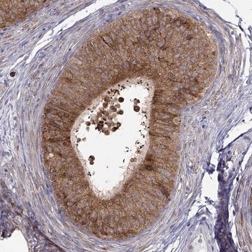 Anti-LONRF2 antibody produced in rabbit Prestige Antibodies&#174; Powered by Atlas Antibodies, affinity isolated antibody