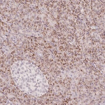 Anti-ZFP41 antibody produced in rabbit Prestige Antibodies&#174; Powered by Atlas Antibodies, affinity isolated antibody, buffered aqueous glycerol solution