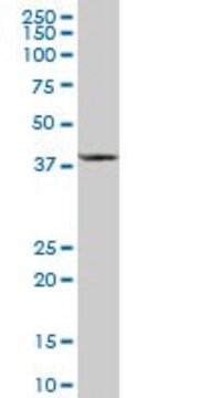 Anti-CCBL1 antibody produced in mouse purified immunoglobulin, buffered aqueous solution