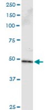 Monoclonal Anti-PPP2R2B antibody produced in mouse clone 1B10, purified immunoglobulin, buffered aqueous solution