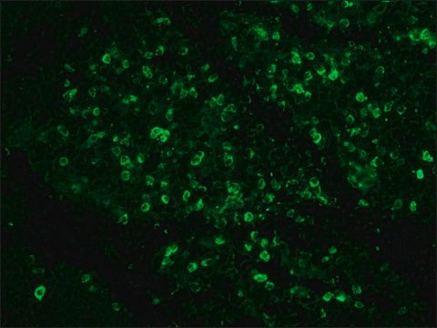 Monoclonal Anti-Rabbit Immunoglobulins–FITC antibody produced in mouse clone RG-16, purified immunoglobulin, buffered aqueous solution