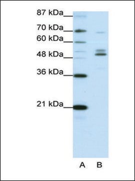 Anti-FOXA2 (AB2) antibody produced in rabbit IgG fraction of antiserum