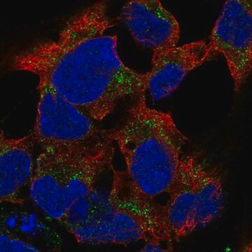 Anti-PCDHB15 antibody produced in rabbit Prestige Antibodies&#174; Powered by Atlas Antibodies, affinity isolated antibody