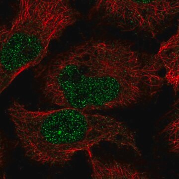 Anti-EBLN2 antibody produced in rabbit Prestige Antibodies&#174; Powered by Atlas Antibodies, affinity isolated antibody