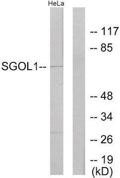 Anti-SGOL1 antibody produced in rabbit affinity isolated antibody